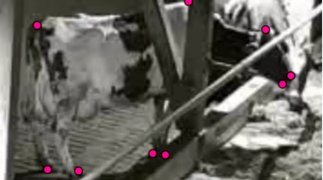Black-and-white camera view of a dairy cow with pose-estimation keypoints